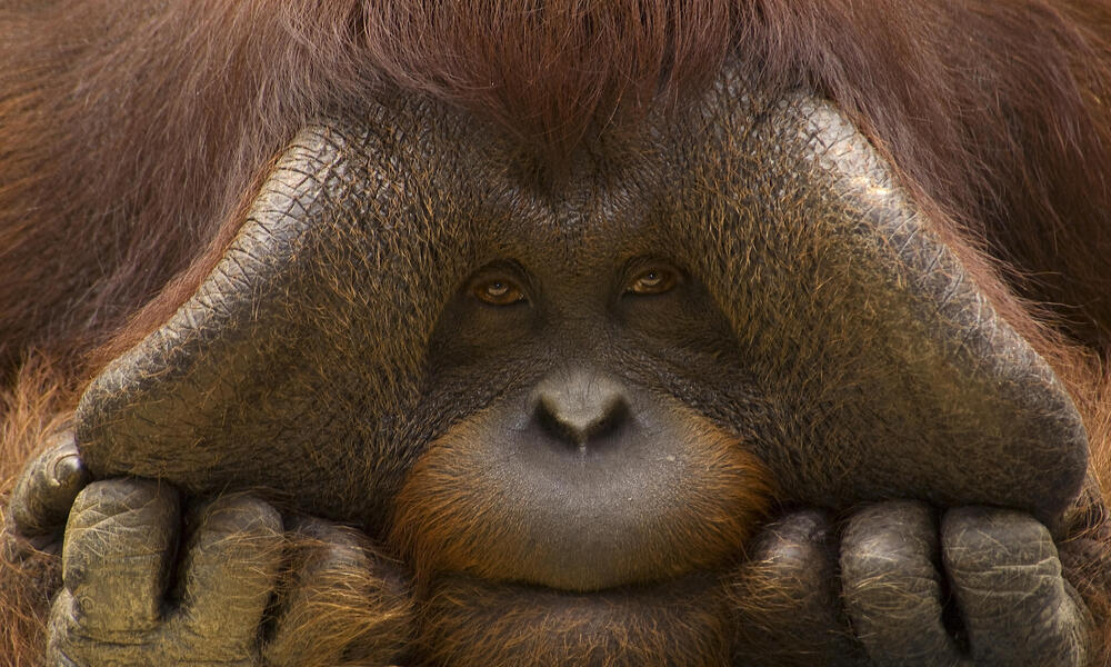 Orangután